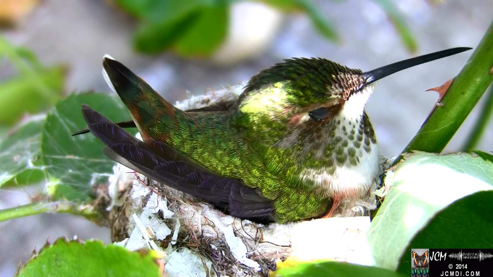 Allens Hummingbird sleepy hen on nest.jpg